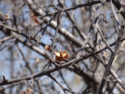 Wimmeria microphylla, photographed by Alexis López Hernández