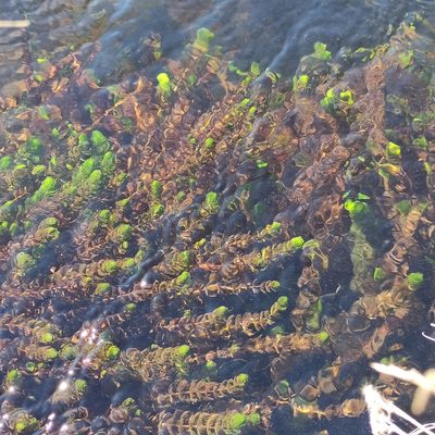 Myriophyllum triphyllum