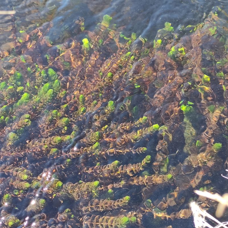 Myriophyllum triphyllum, photographed by Jenny Saito