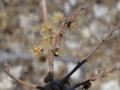 Actinocheita filicina, photographed by Alexis López Hernández