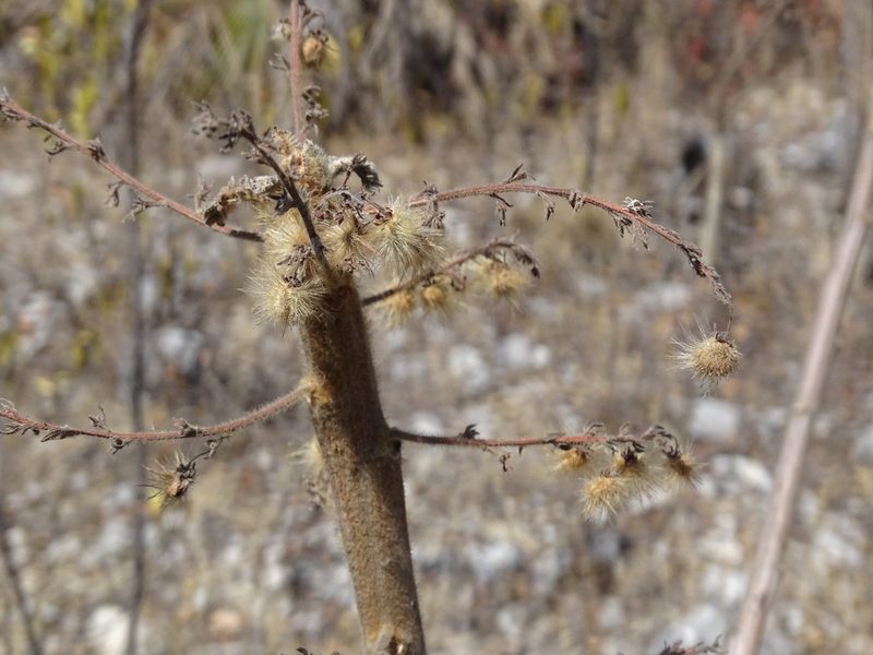 Actinocheita filicina, photographed by Alexis López Hernández