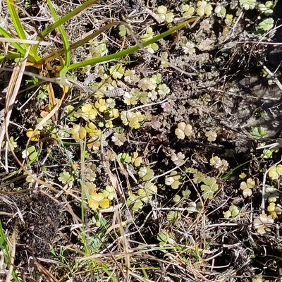Hydrocotyle sulcata, photographed by Jenny Saito