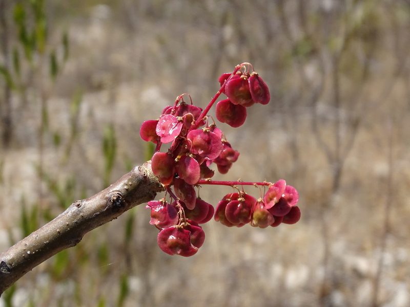 Pseudosmodingium andrieuxii, photographed by Alexis López Hernández