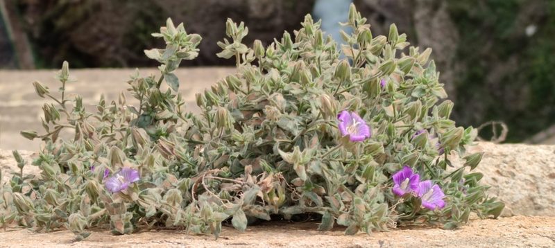 Campanula mollis, photographed by Santiago Martín-Bravo