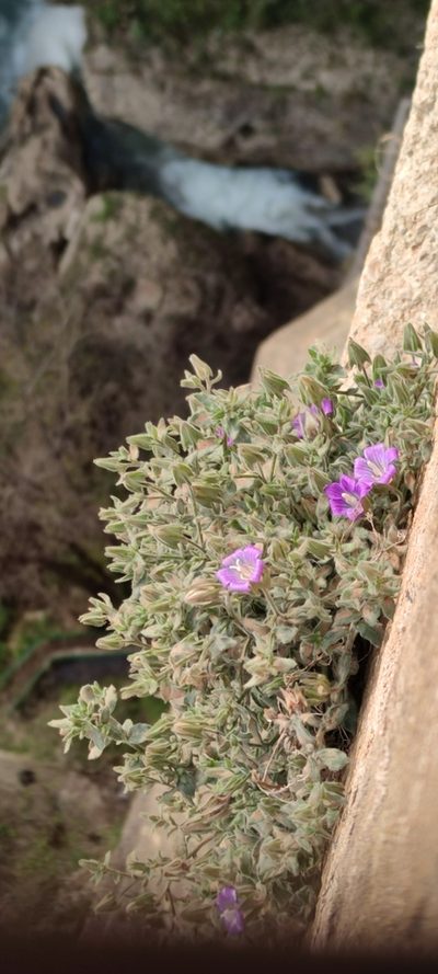 Campanula mollis, photographed by Santiago Martín-Bravo
