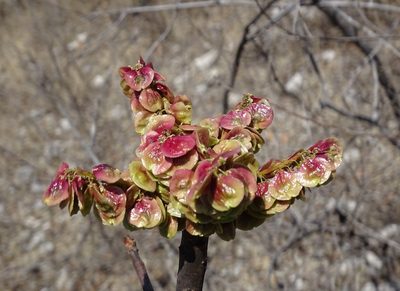 Pseudosmodingium andrieuxii, photographed by Alexis López Hernández