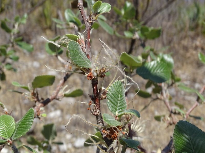 Cercocarpus macrophyllus, photographed by Alexis López Hernández