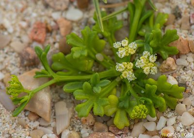 Trachyspermum pimpinelloides, photographed by Morten Ross