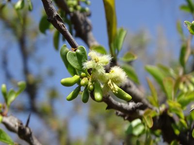 Ximenia americana, photographed by Alexis López Hernández