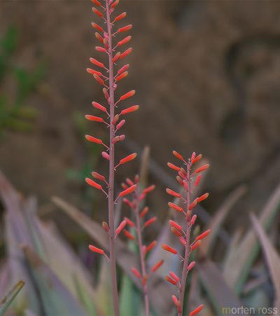 Aloe perryi, photographed by Morten Ross
