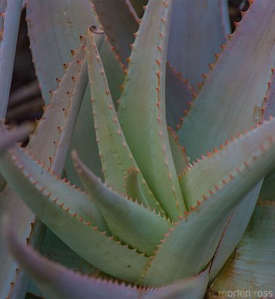 Aloe perryi, photographed by Morten Ross