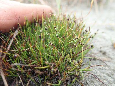 Isolepis cernua, photographed by Arnim Littek
