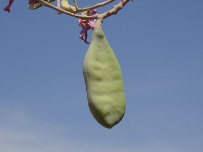 Harpalyce arborescens, photographed by Alexis López Hernández