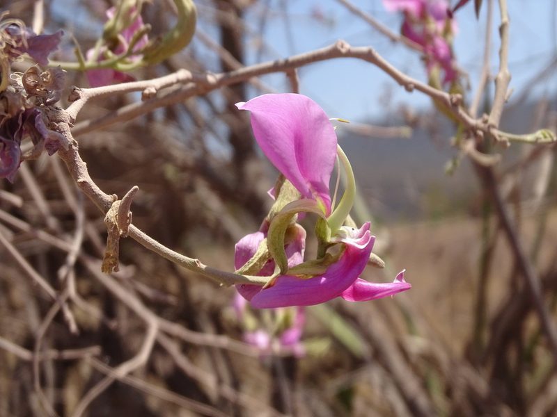 Harpalyce arborescens, photographed by Alexis López Hernández
