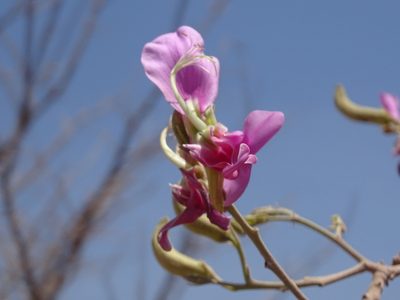 Harpalyce arborescens, photographed by Alexis López Hernández