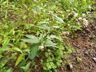Persicaria maculosa, photographed by Leon Perrie