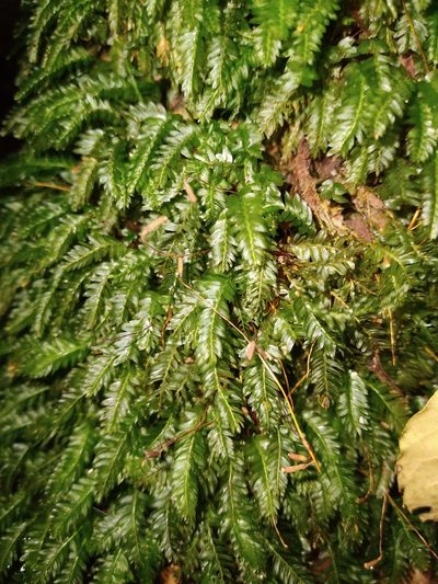 Rhizogonium distichum, photographed by Leon Perrie