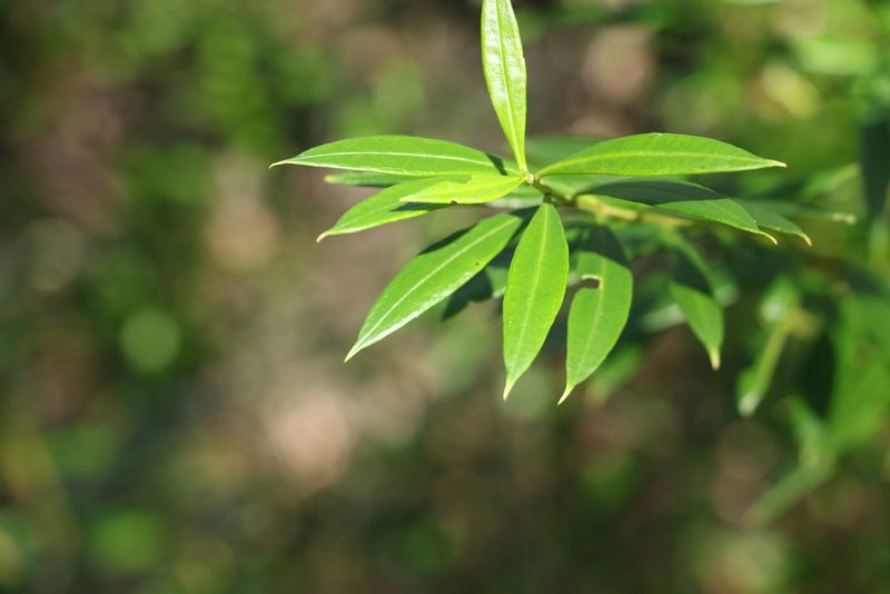 Logania albiflora, photographed by Greg Tasney