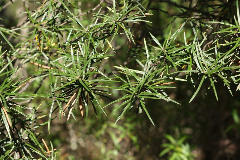 Lysicarpus angustifolius, photographed by Greg Tasney