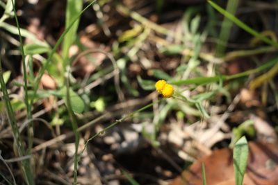 Chrysocephalum apiculatum, photographed by Greg Tasney