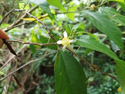 Grewia prunifolia, photographed by Dominik Maximilián Ramík