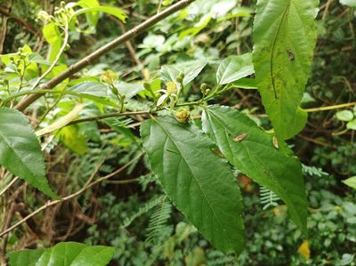Grewia prunifolia, photographed by Dominik Maximilián Ramík