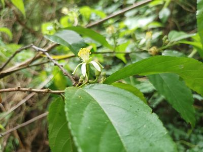 Grewia prunifolia, photographed by Dominik Maximilián Ramík