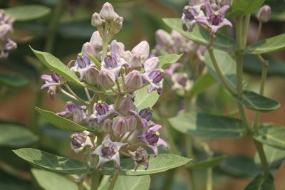 Calotropis gigantea, photographed by Haneesh K M