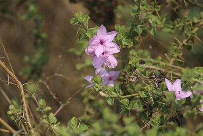 Barleria mysorensis, photographed by Haneesh K M