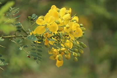 Senna auriculata, photographed by Haneesh K M