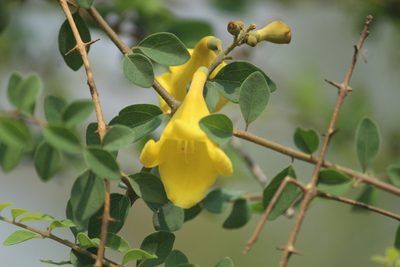 Gmelina asiatica, photographed by Haneesh K M