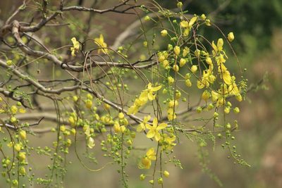 Cassia fistula, photographed by Haneesh K M