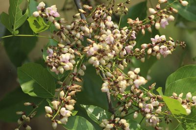 Pongamia pinnata, photographed by Haneesh K M