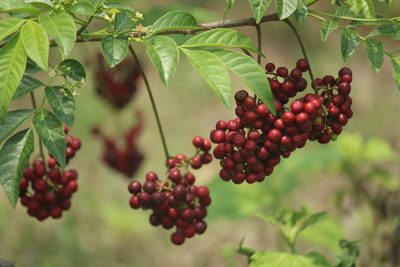 Cipadessa baccifera, photographed by Haneesh K M