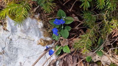 Omphalodes verna, photographed by TadejM