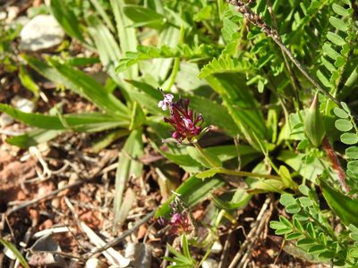 Valeriana cornucopiae, photographed by Duarte Frade