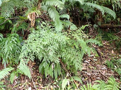Pteris macilenta, photographed by Leon Perrie