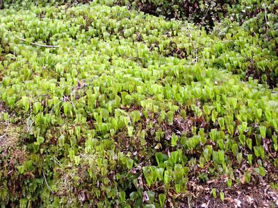 Hymenophyllum nephrophyllum, photographed by Leon Perrie