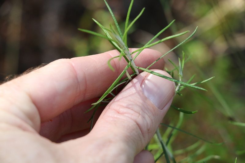 Cassinia laevis, photographed by Greg Tasney