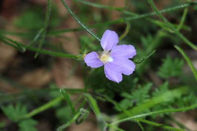 Scaevola ramosissima, photographed by Greg Tasney