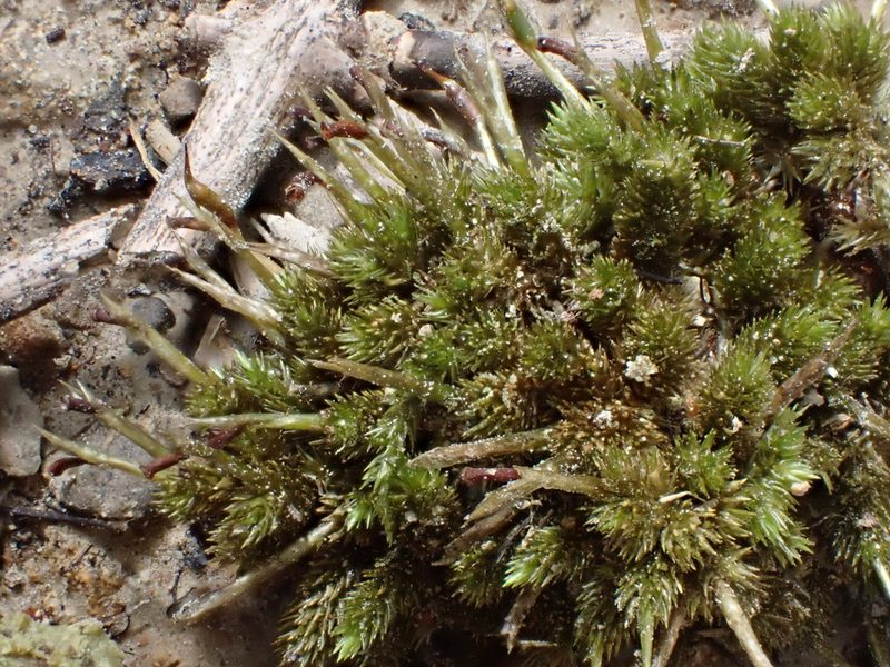 Dicnemon calycinum, photographed by Leon Perrie