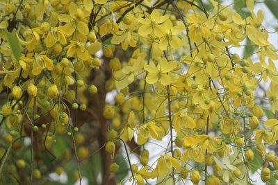 Cassia fistula, photographed by Haneesh K M