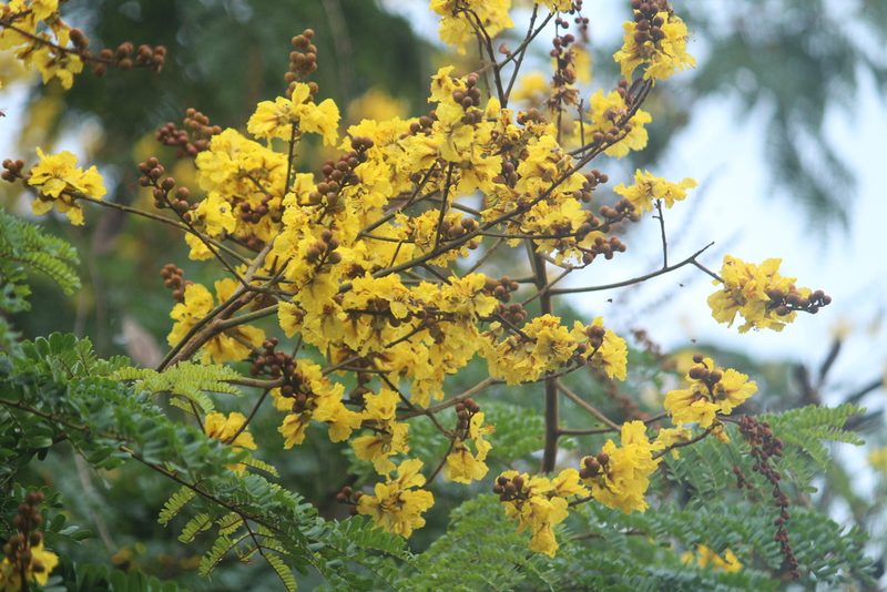 Peltophorum pterocarpum, photographed by Haneesh K M