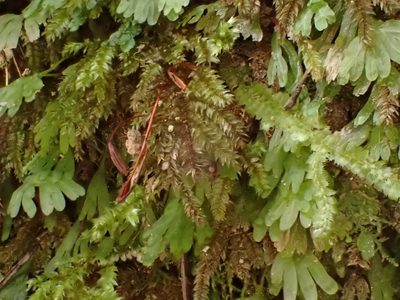 Hypnodendron arcuatum, photographed by Leon Perrie