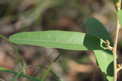 Hovea planifolia, photographed by Greg Tasney