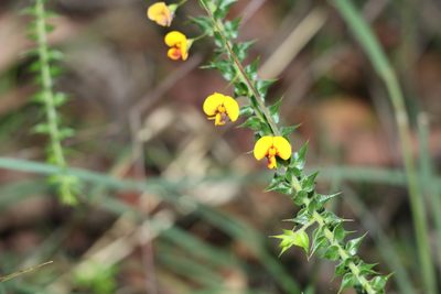 Daviesia villifera, photographed by Greg Tasney