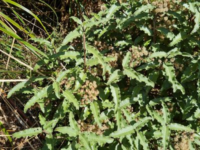 Olearia ilicifolia, photographed by gnapp