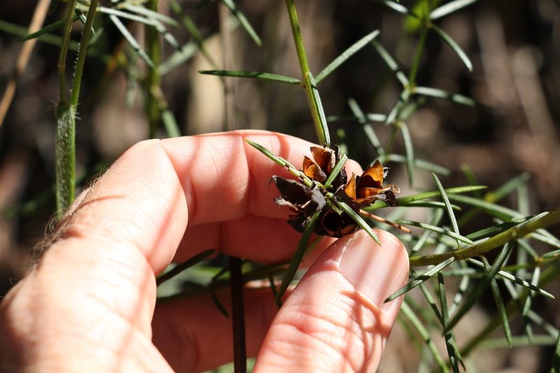 Mirbelia speciosa, photographed by Greg Tasney