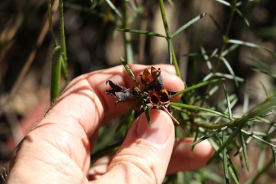 Mirbelia speciosa, photographed by Greg Tasney