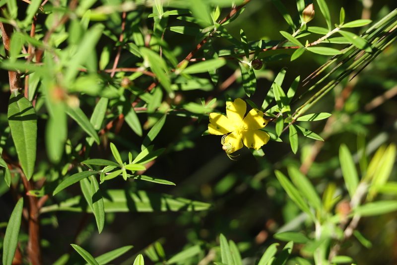 Hibbertia linearis, photographed by Greg Tasney